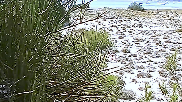 Sexy MILF Naked on the Nudist Beach